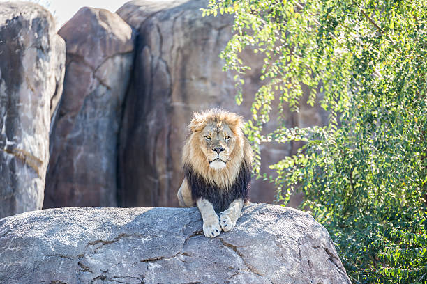 istock Male Lion on a Rock 611181978