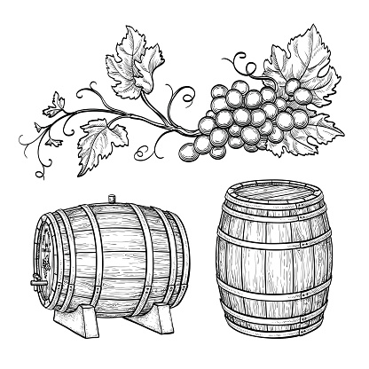 Grape branches and wine barrels. Isolated on white background. Hand drawn vector illustration