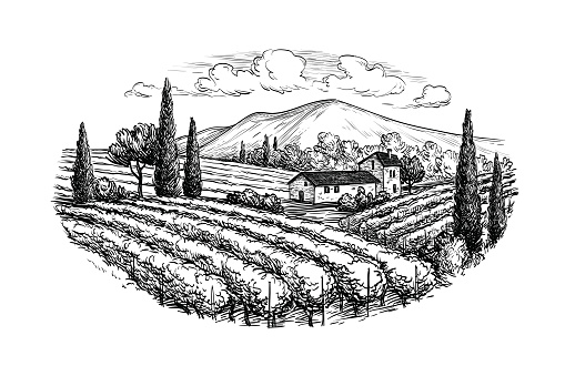 Hand drawn vineyard landscape. Isolated on white background. Vintage style vector illustration.