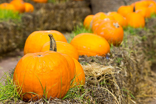 istock Orange pumpkins for Halloween Party 611184092