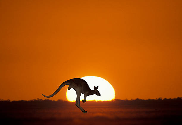 canguru ao pôr-do-sol - kangaroo animal australia outback - fotografias e filmes do acervo