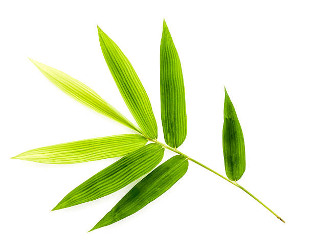 istock Branch of bamboo leaves isolated on white background. Botanical 611185020