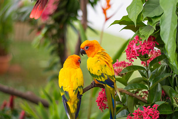 Colorful Parrots stock photo