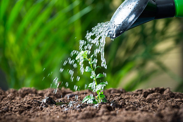 istock Water Being Poured On Plants From Can 611185960