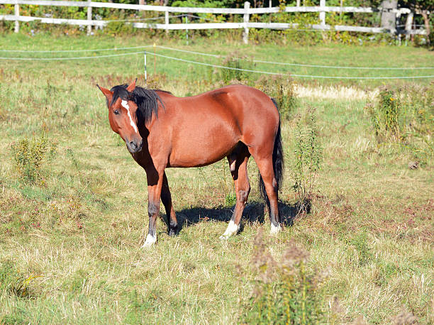 istock Horse isolated in pasture on ranch 611186490