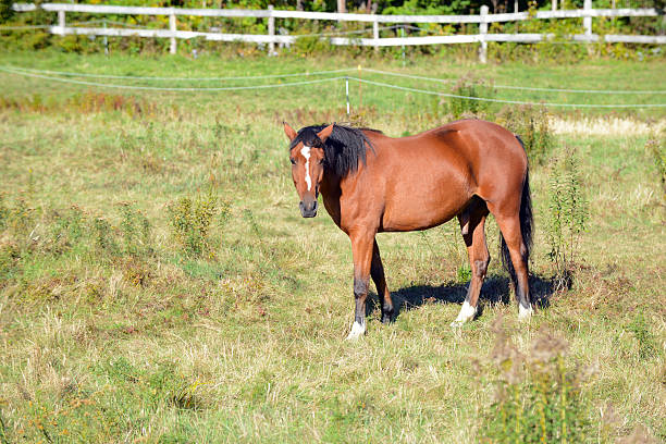 istock Horse isolated in pasture on ranch 611186506