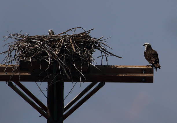 istock Osprey Protecting Nest of Babies 611187144