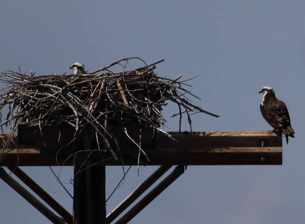 istock Osprey Protecting Nest of Babies 611187156