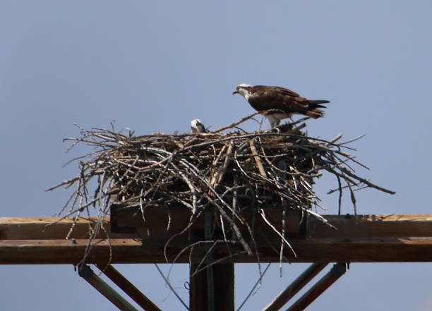 istock Osprey Protecting Nest of Babies 611187166
