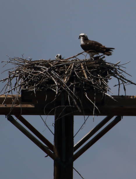 istock Osprey Protecting Nest of Babies 611187174