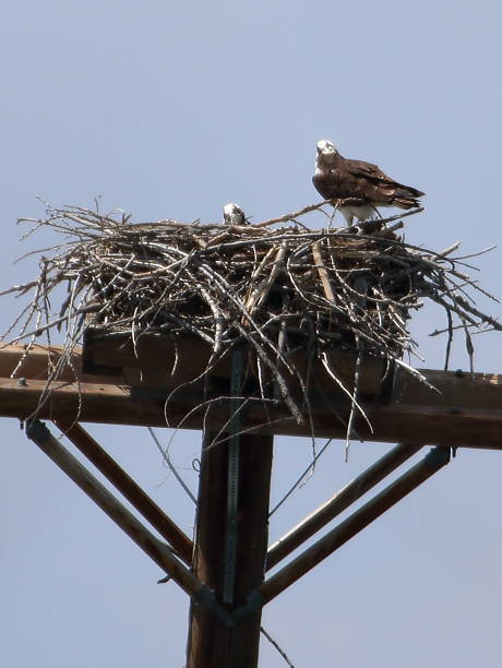 istock Osprey Protecting Nest of Babies 611187176
