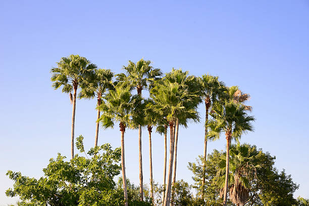 istock Palm trees in the blue sunny sky 611187482