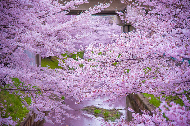 istock 