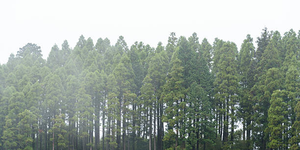 istock Foggy dark forest background,monochrome 611188144