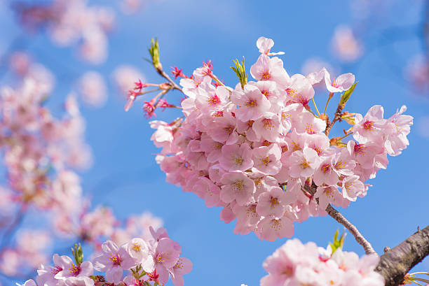 istock 