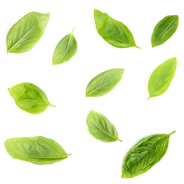 istock Fresh sweet basil leaves isolated on white background. Sweet bas 611189534