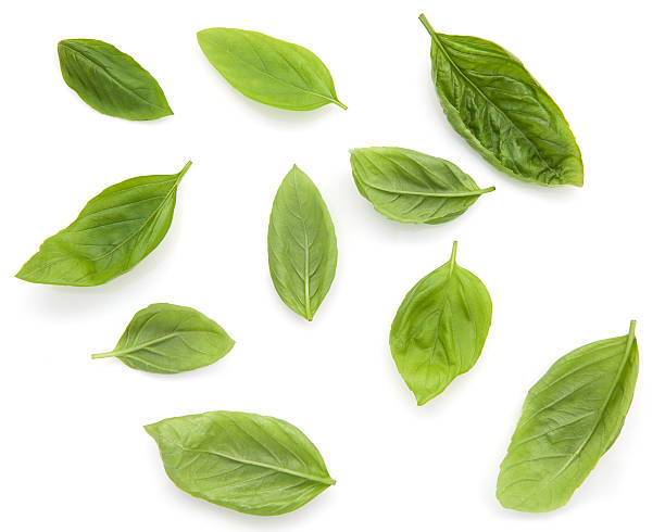 istock Fresh sweet basil leaves isolated on white background. Sweet bas 611189620