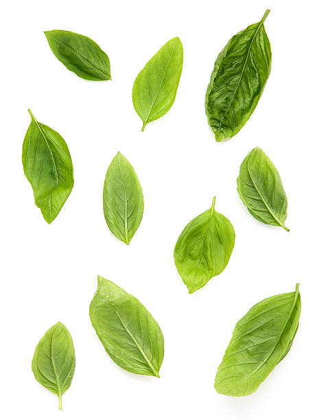 istock Fresh sweet basil leaves isolated on white background. Sweet bas 611189738