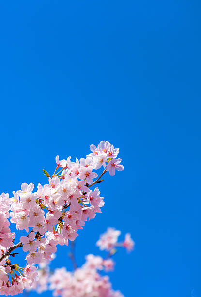 istock 