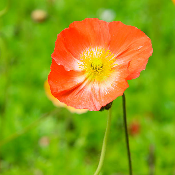 istock Close up of deep orange poppy flower 611192016