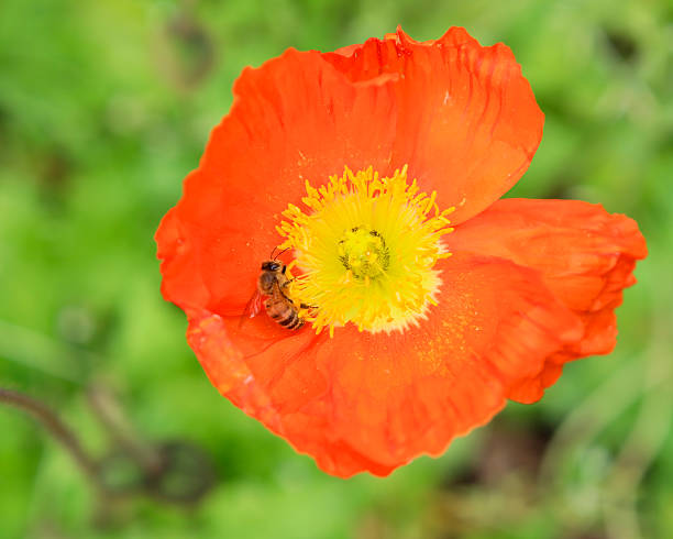 istock Bee pollinating a deep orange poppy flower 611192562