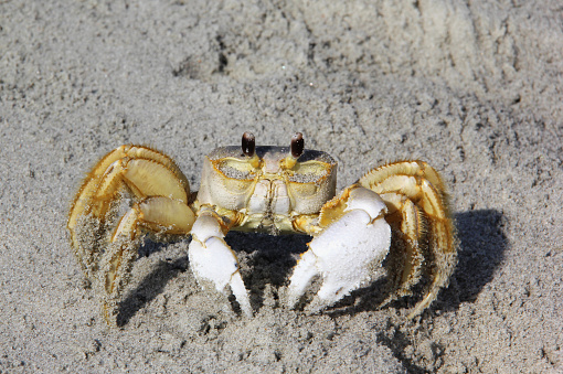 Ghost crab (Ocypode quadrate) in sunlight on a beach sand close up. Atlantic ocean coast of the USA, South Carolina.