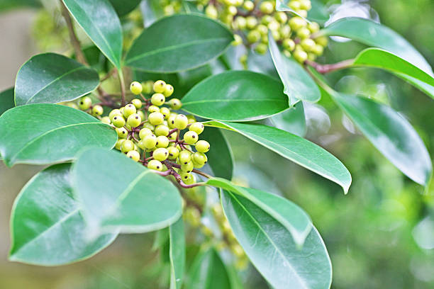 istock Fruit of the Ilex rotunda 611195368