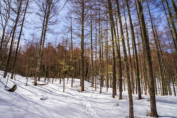 istock Snow Trail with Usnea on Trees 611196800