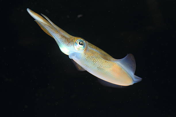 flying squid stock photo