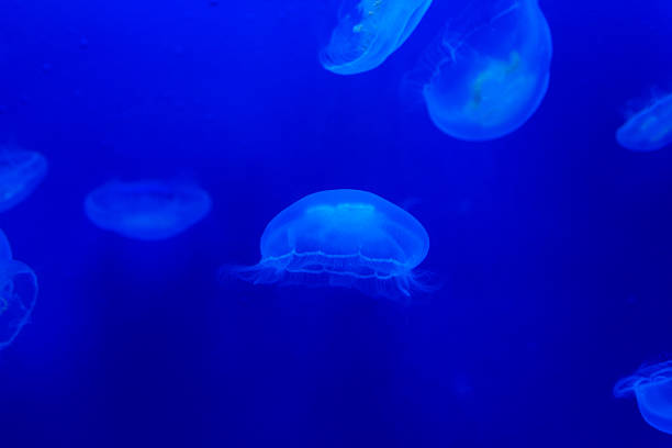 istock Jellyfish floating in aquarium with blue water 611197814