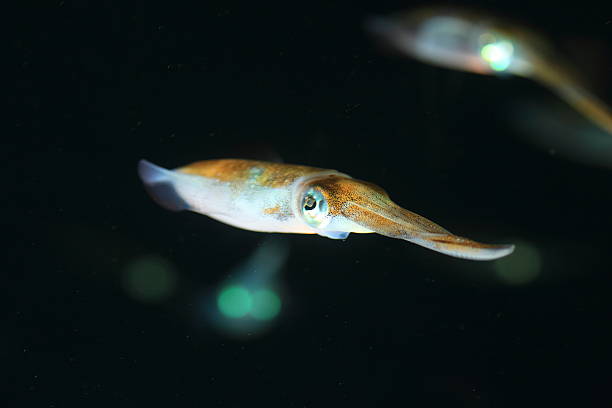 flying squid stock photo