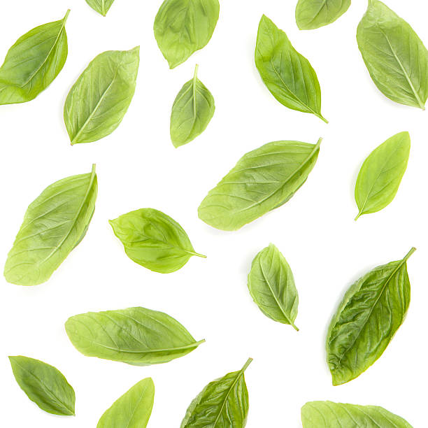 istock Fresh sweet basil leaves isolated on white background. Sweet bas 611197860