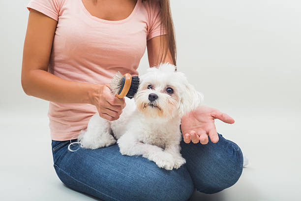 istock Cute female maltese enjoys in combing 611198436