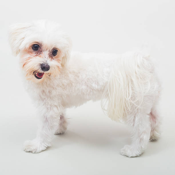 istock Cute female maltese 611198484