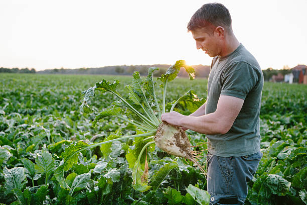 istock farmer stands in his fields, looks at his sugar beets 611198948
