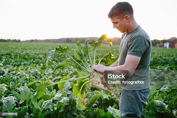 Farmer Stands In His Fields Looks At His Sugar Beets Stock Photo - Download Image Now