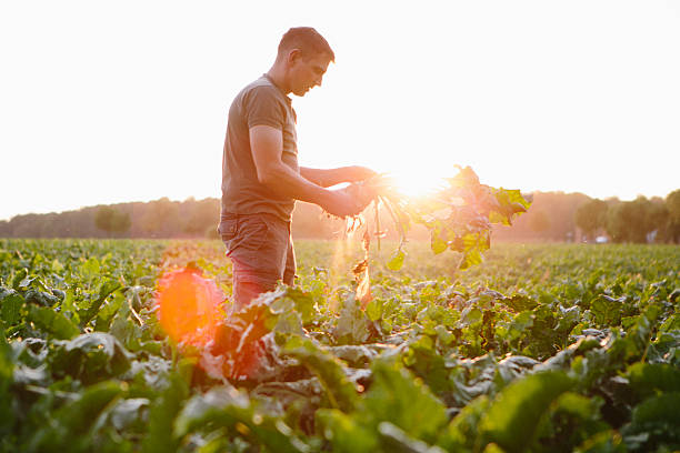 farmer stands in his fields, looks at his sugar beets - sugar beet beet field vegetable imagens e fotografias de stock