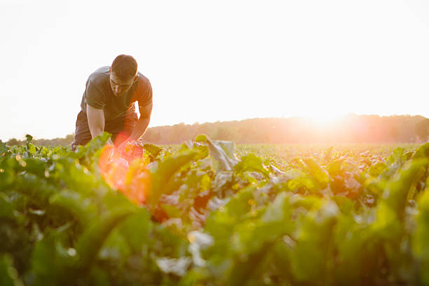 agricultor se para en sus campos, mira su remolacha azucarera - foto de stock