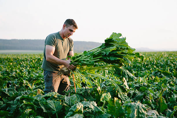 farmer stands in his fields, looks at his sugar beets - sugar beet beet field vegetable imagens e fotografias de stock