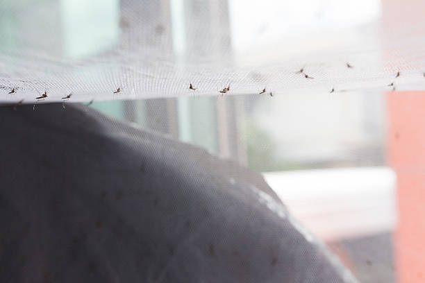 istock Aedes aegypti Mosquito. Close up a Mosquito 611199338