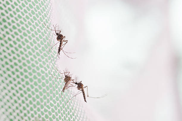Aedes aegypti Mosquito. Close up a Mosquito want human blood,Mosquito Vector-borne diseases,Chikungunya.Dengue fever.Rift Valley fever.Yellow fever.Zika virus.Mosquito on white net