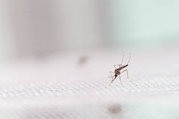 istock Aedes aegypti Mosquito. Close up a Mosquito 611199658