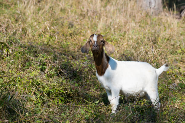 istock Young boer goat stands in grass. 611200130
