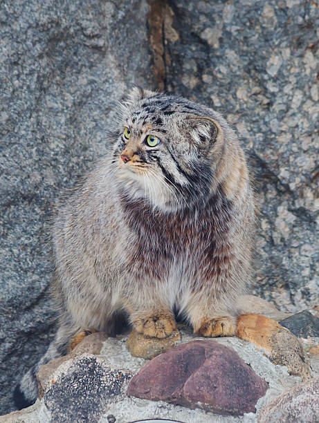 istock Wildcat, or Manul or Pallas''s cat. 611201938