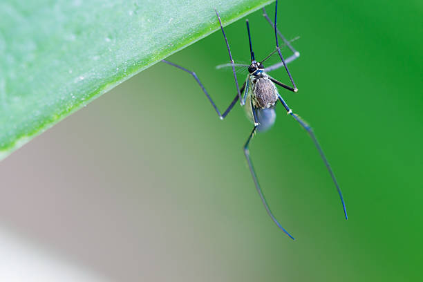 istock Aedes aegypti Mosquito. Close up a Mosquito Mosquito on leaf 611203382