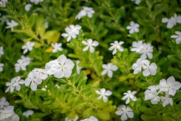 Flowers. Warm tone image of flowers. Morning sunlight shines on the flowers. Soft focus.
