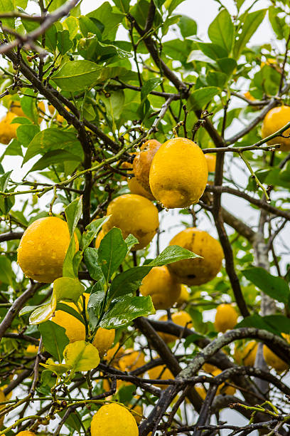 frehs zitronen auf einem zitronenbaum (majorca) - agriculture branch cut flowers citrus fruit stock-fotos und bilder