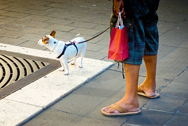 mongrel hund zu fuß - rush hour commuter shadow focus on shadow stock-fotos und bilder