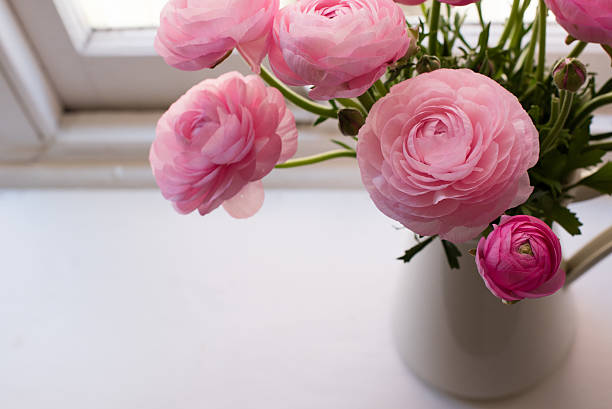 istock Close up of pink ranunculus from above 611206434