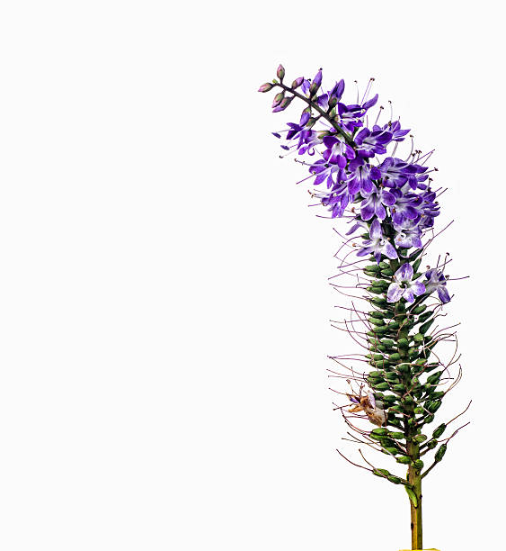 roxo flores - single flower flash imagens e fotografias de stock